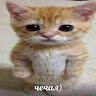Nigaone11